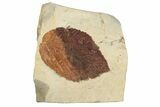 Fossil Leaf (Beringiaphyllum) - Montana #190444-1